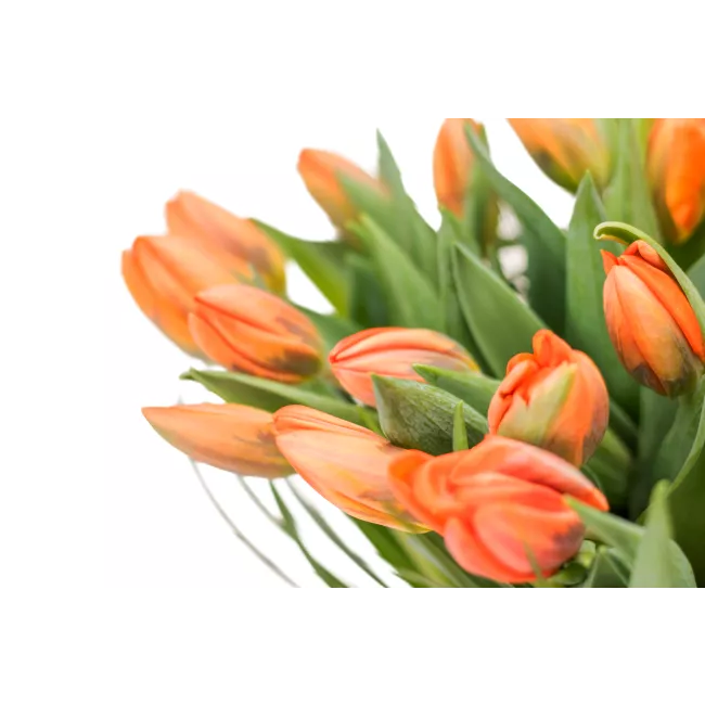 Kytice tulipánů